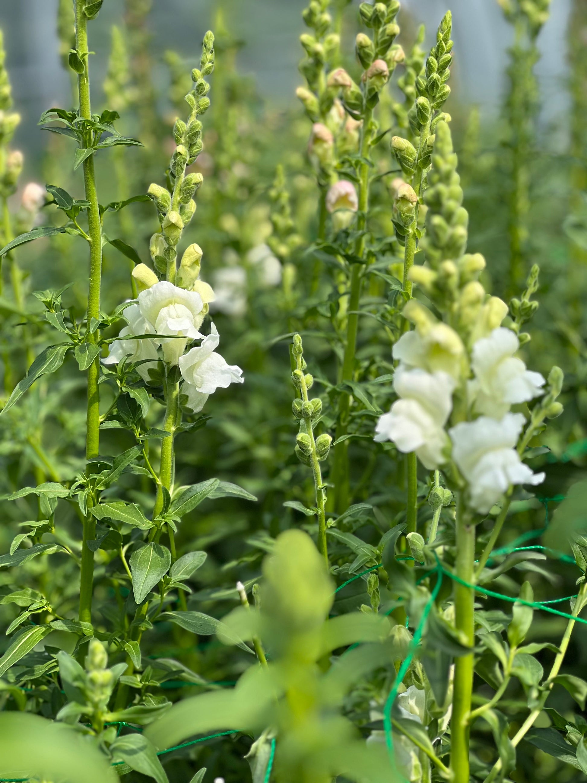 Snapdragon Avignon White F1 | Group 2 | Antirrhinum majus - 40 seeds / Raw Pelleted / Pure White - seeds