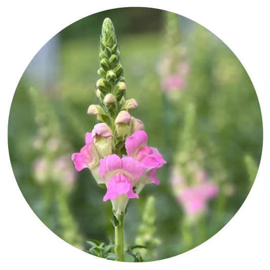 Snapdragon Legend Light Pink F1 | Group 1 | Antirrhinum majus - Seeds