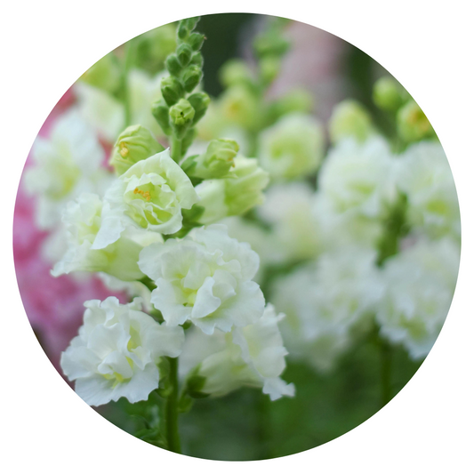 Antirrhinum Majus Madame Butterfly Ivory, Snapdragon Majus Madame Butterfly Ivory