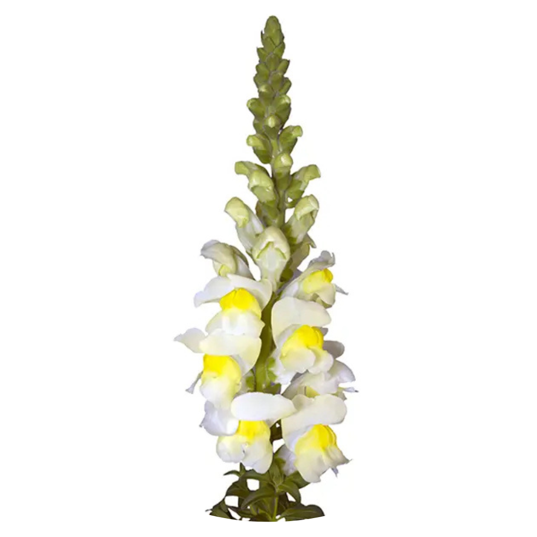 Snapdragon Orleans Early Lemon F1 | Group 3,4 | Antirrhinum majus - Seeds