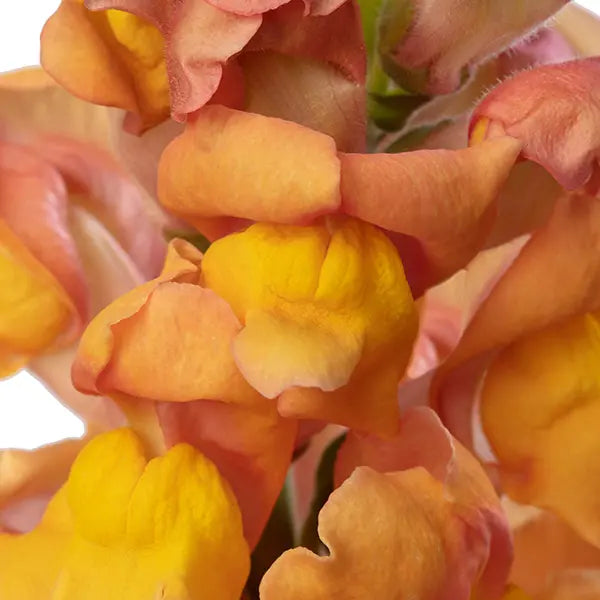 Snapdragon Orleans Light Orange F1 | Group 3,4 | Antirrhinum majus - Seeds