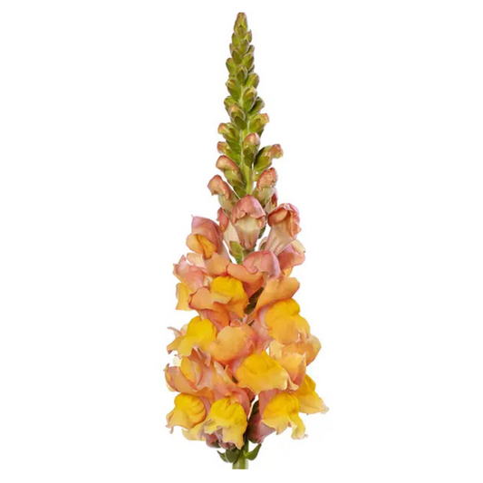 Snapdragon Orleans Light Orange F1 | Group 3,4 | Antirrhinum majus - Seeds