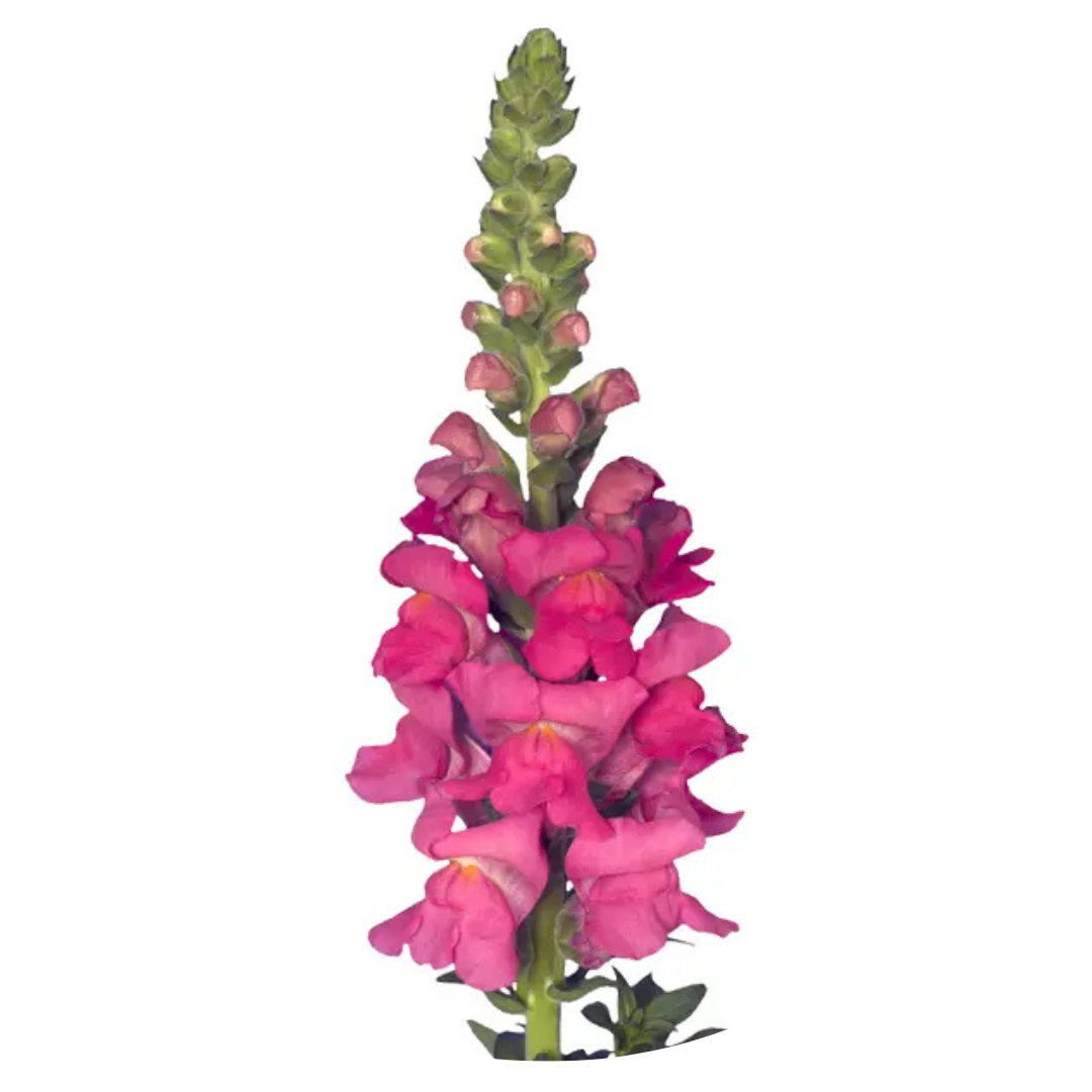 Snapdragon Orleans Rose F1 | Group 3,4 | Antirrhinum majus - Seeds