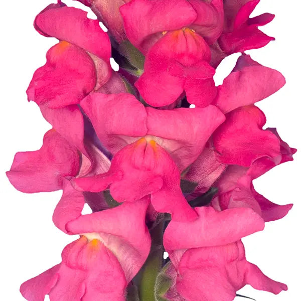 Snapdragon Orleans Rose F1 | Group 3,4 | Antirrhinum majus - Seeds