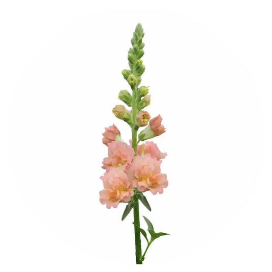 Snapdragon Snapstar Champagne F1 | Group 1,2 | Antirrhinum majus - seeds