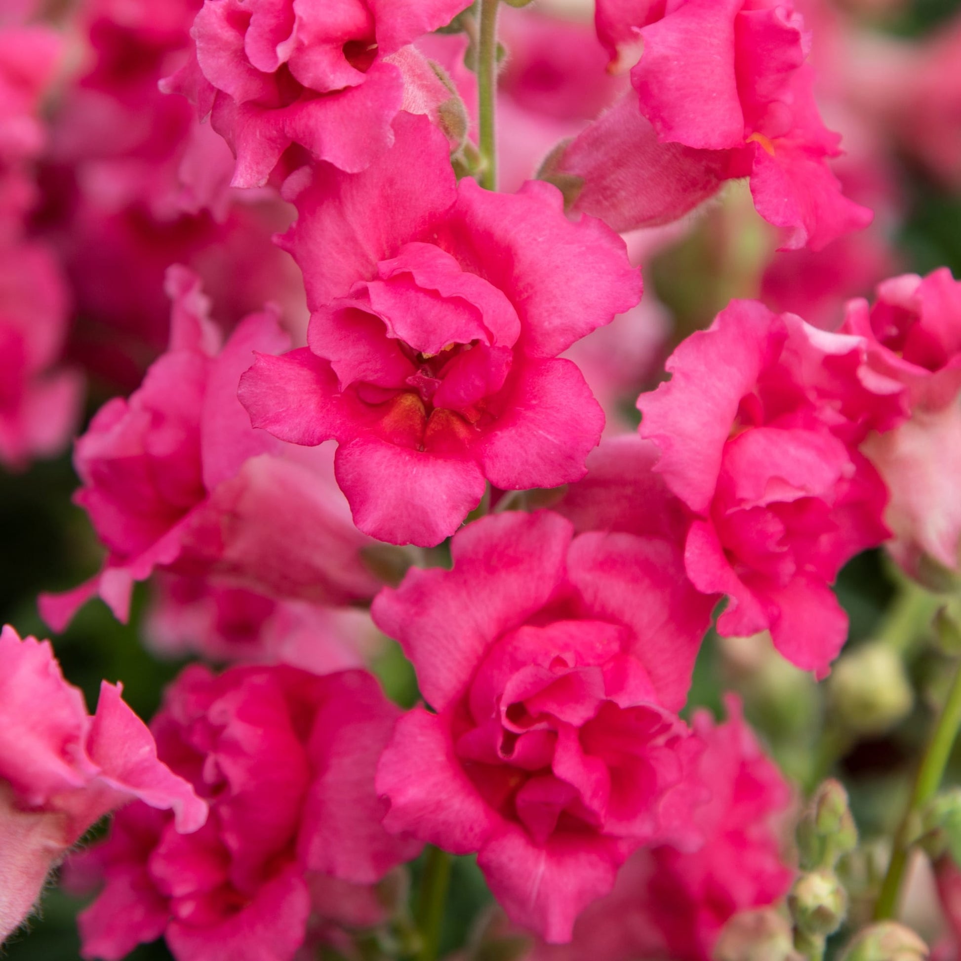 Snapdragon Sweet Duet™ MIX F1 | Antirrhinum majus therapyofflowers.com