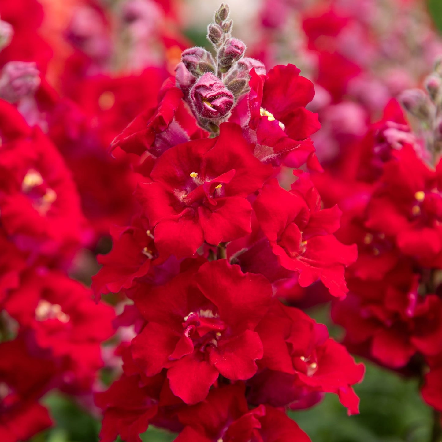 Snapdragon Sweet Duet™ MIX F1 | Antirrhinum majus therapyofflowers.com