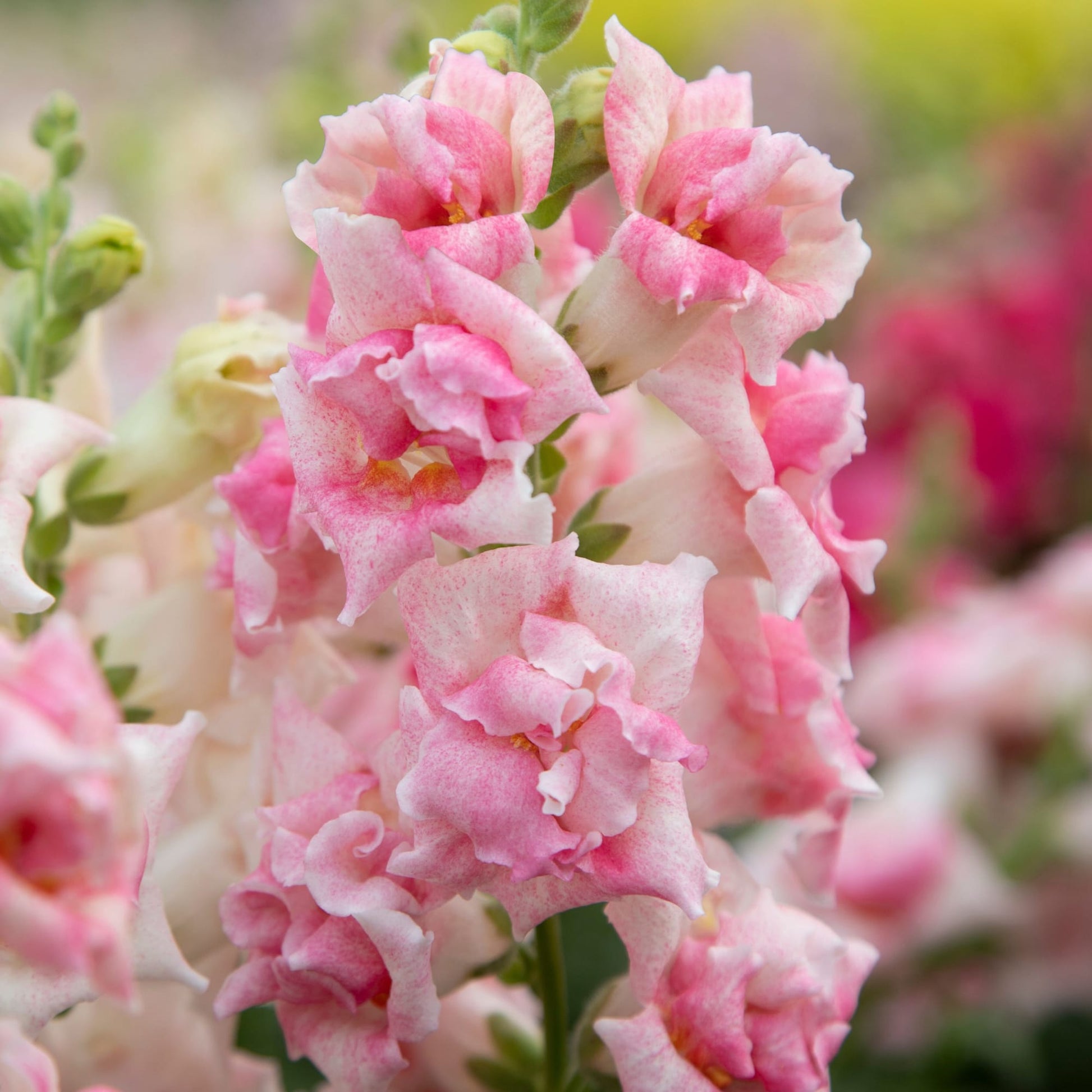 Snapdragon Sweet Duet™ MIX F1 | Antirrhinum majus therapyofflowers.com