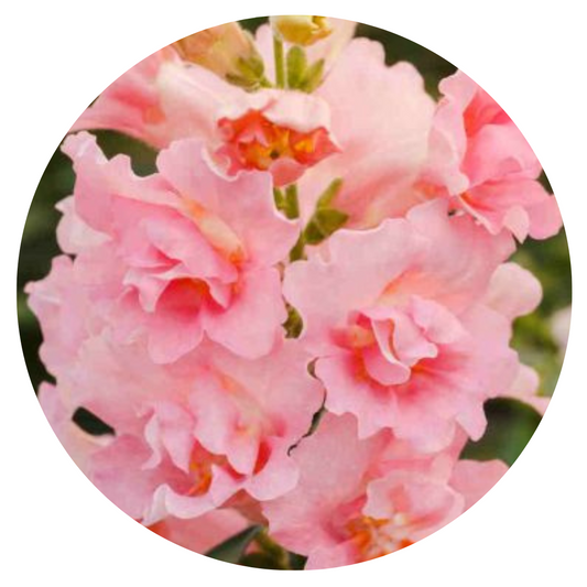 Snapdragon Twinny Double Appleblossom F1 | Antirrhinum majus - 20 seeds / 20-30 cm / Appleblossom - seeds