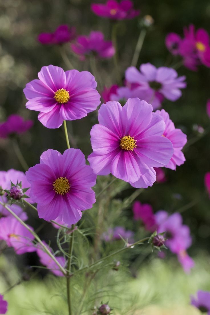 Cosmos bipinnatus Sonata Pink