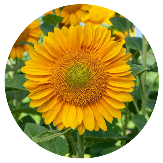 Sunflower ProCut® Gold Lite DMR F1 | Helianthus annuus - 20 seeds / 150 cm / Golden-yellow - Seeds