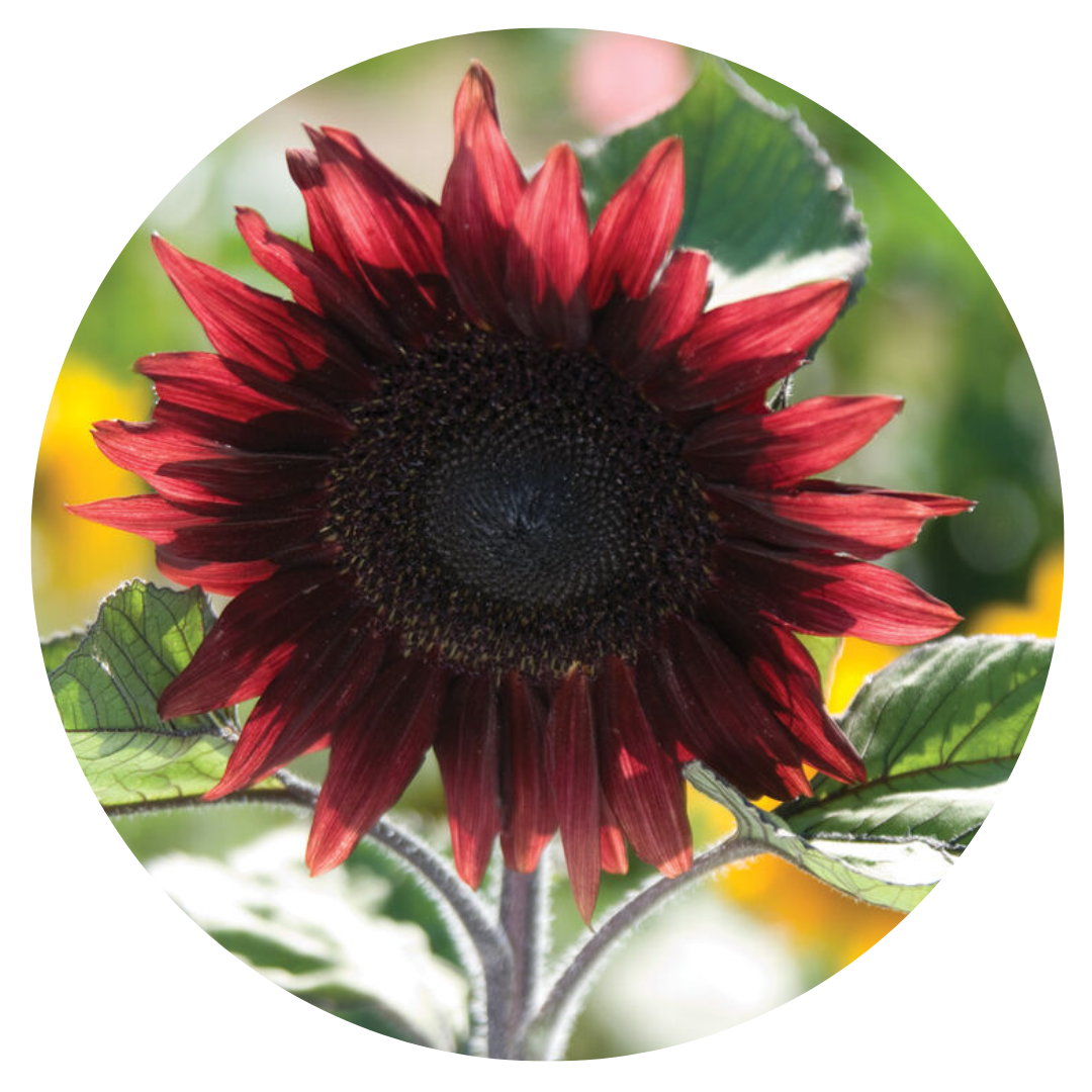 Sunflower ProCut® Red F1 | Helianthus annuus - 20 seeds / 150 cm / Deep Red - Seeds