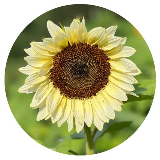 Sunflower ProCut® White Nite F1 | Helianthus annuus - 20 seeds / 150-180 cm / White Nite - Seeds