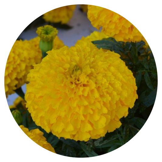 Tagetes erecta | Marigold Big Duck® Gold therapyofflowers.com