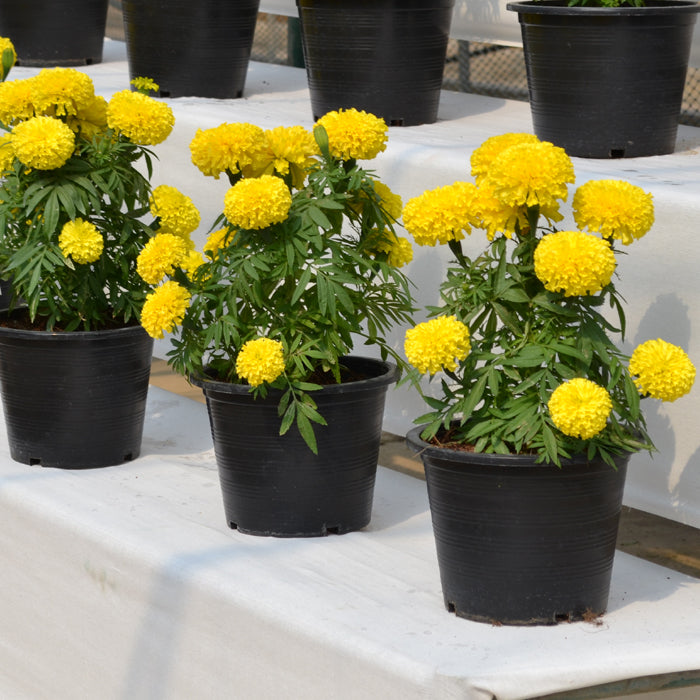 Tagetes erecta | Marigold Big Duck® Yellow therapyofflowers.com