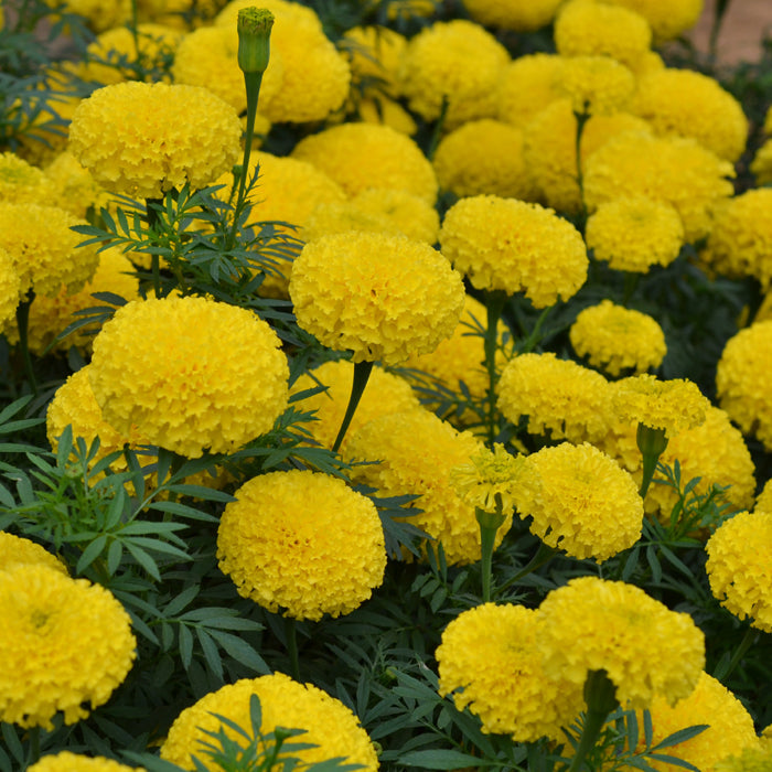 Tagetes erecta | Marigold Big Duck® Yellow therapyofflowers.com