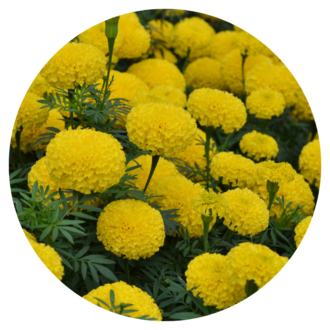 Tagetes erecta | Marigold Big Duck® Yellow therapyofflowers.com