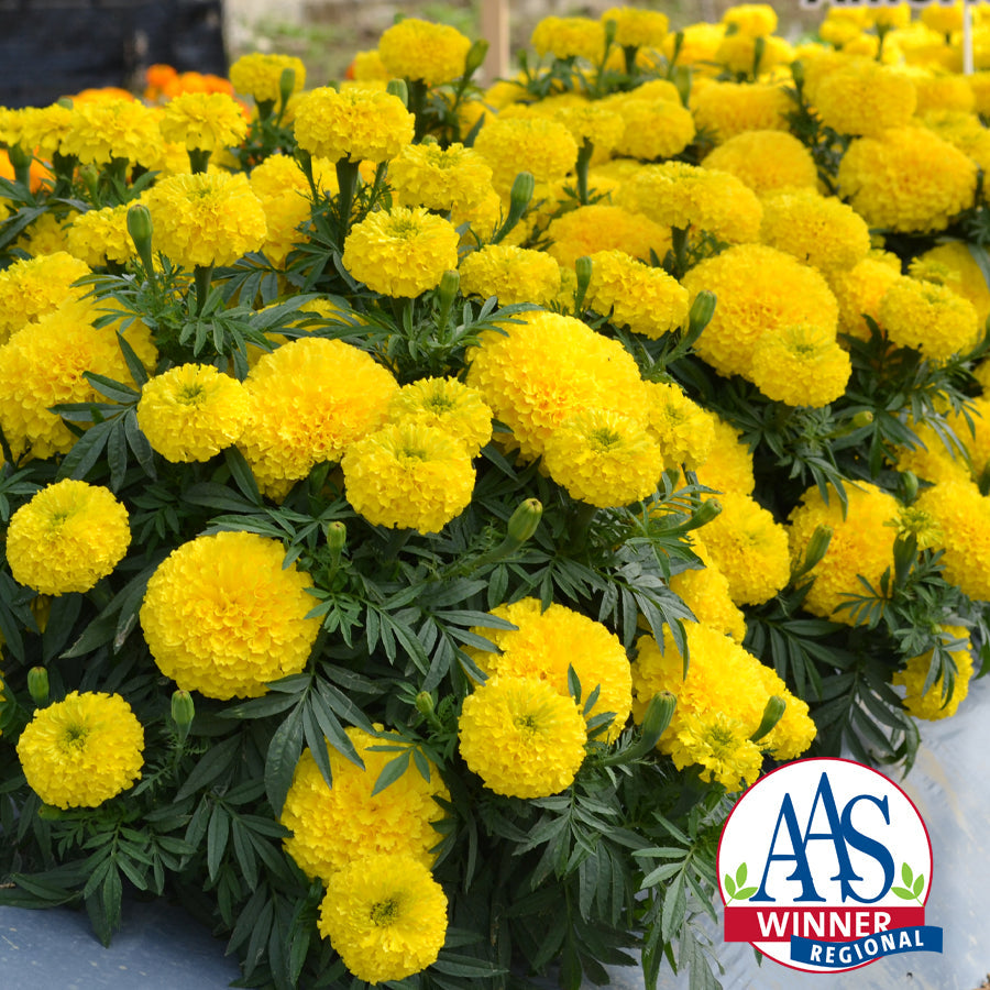 Tagetes erecta | Marigold Big Duck® Yellow therapyofflowers.com