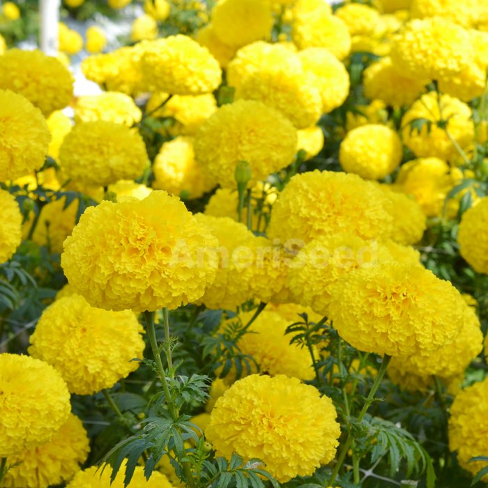 Tagetes erecta | Marigold Chedi® Yellow therapyofflowers.com