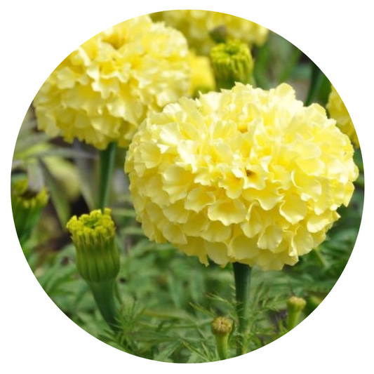 Tagetes erecta | Marigold Narai Creamy Yellow therapyofflowers.com