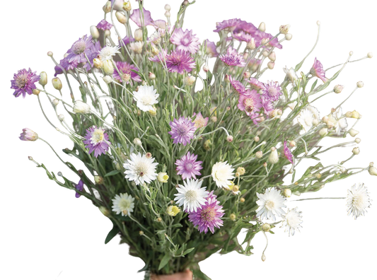 Xeranthemum annuum double Choice Mix | Everlasting Strawflower - Seeds