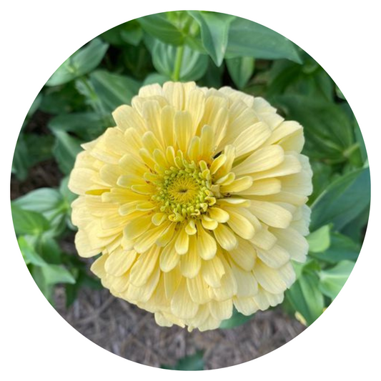 Zinnia elegans Isabellina