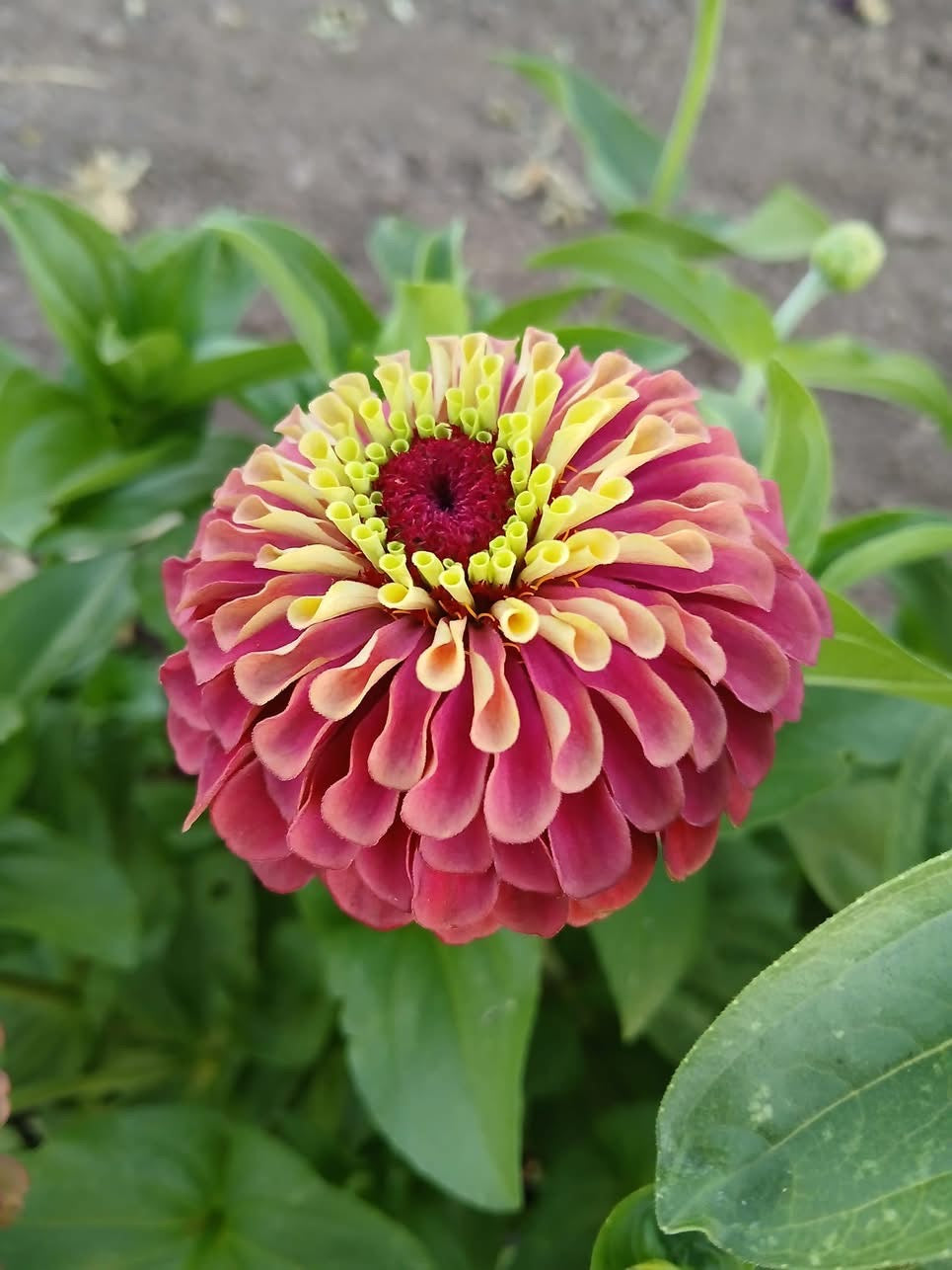 Zinnia elegans Queen Red lime therapyofflowers.com