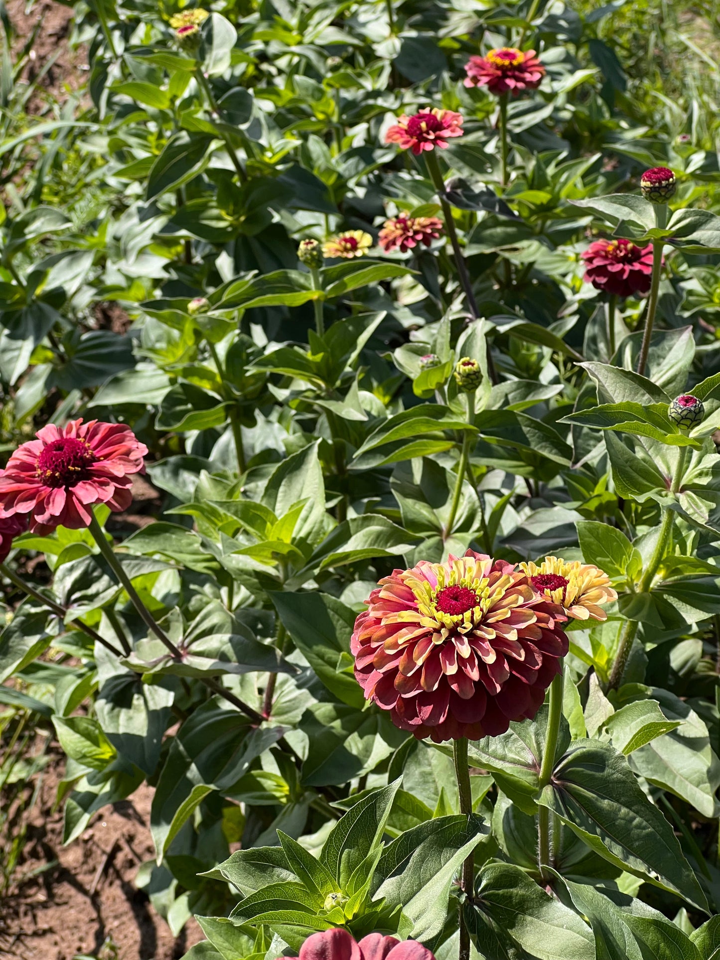 Zinnia elegans Queen Red lime therapyofflowers.com