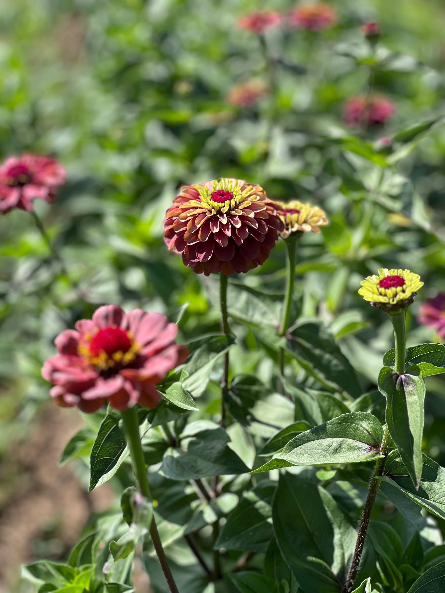 Zinnia elegans Queen Red lime therapyofflowers.com