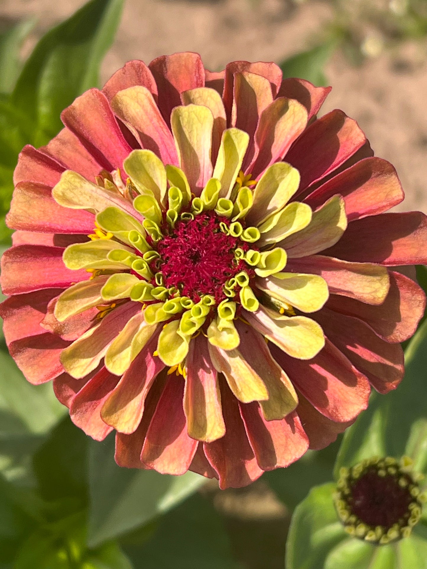 Zinnia elegans Queen Red lime therapyofflowers.com