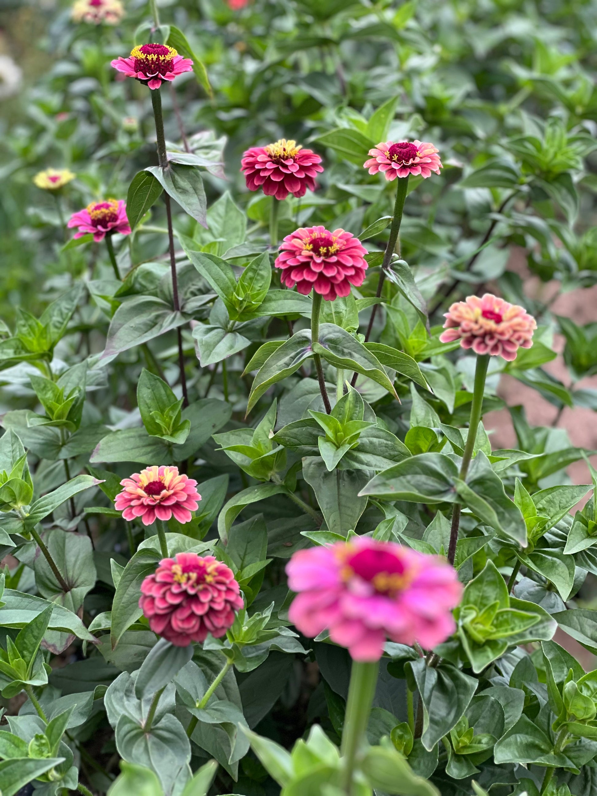 Zinnia elegans Queen Red lime therapyofflowers.com