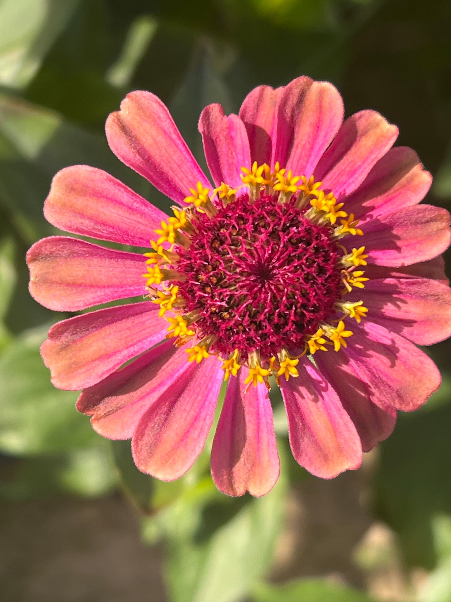 Zinnia elegans Queen Red lime therapyofflowers.com