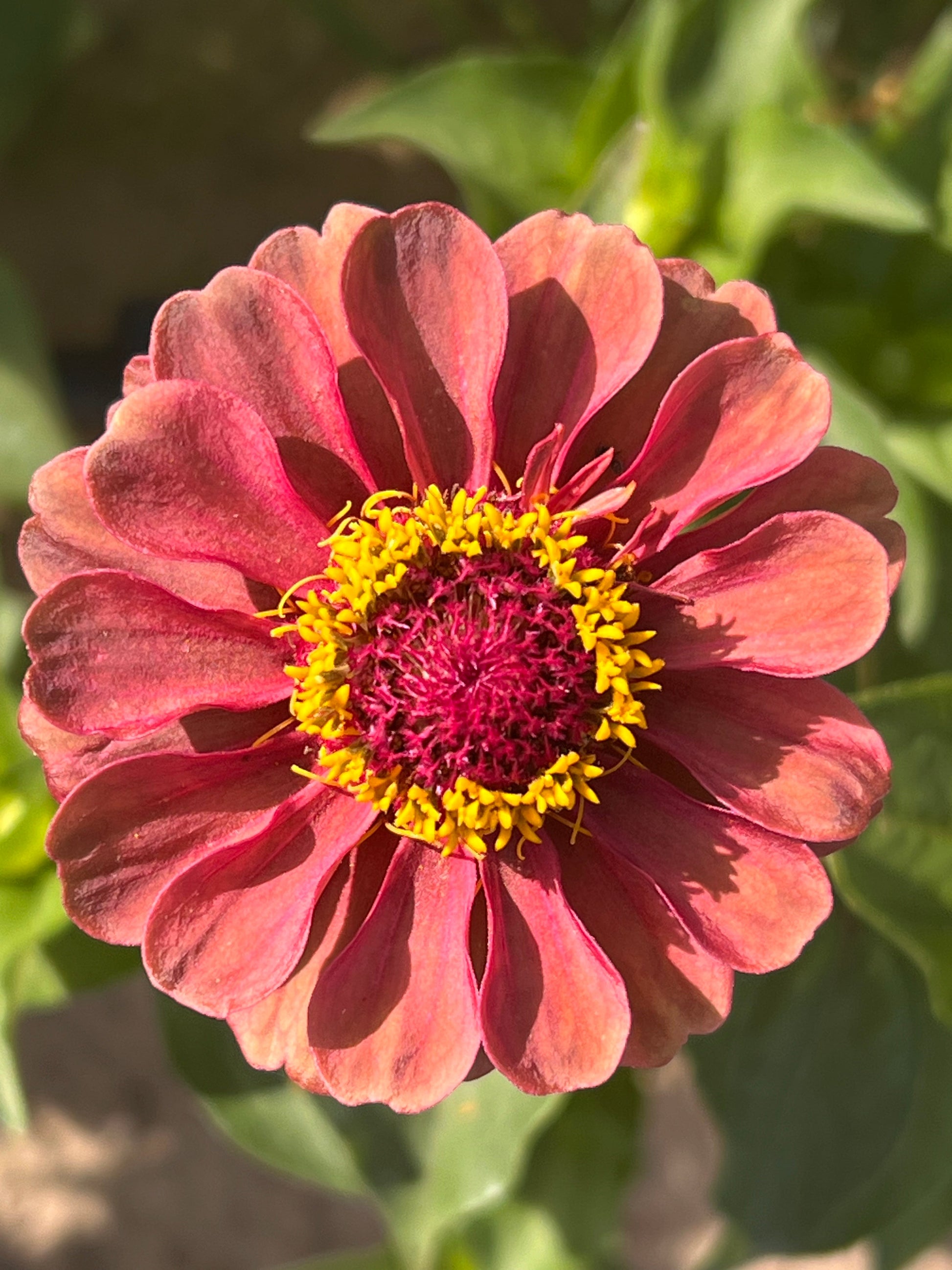 Zinnia elegans Queen Red lime therapyofflowers.com