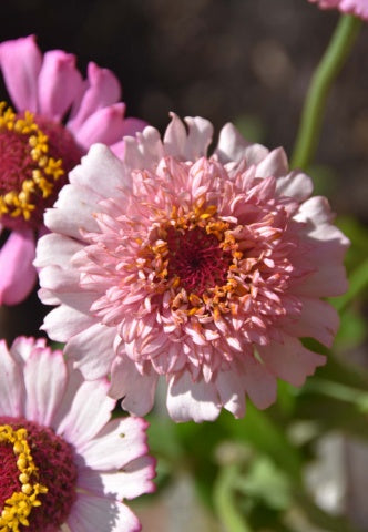 Zinnia elegans Zinderella Lilac therapyofflowers.com