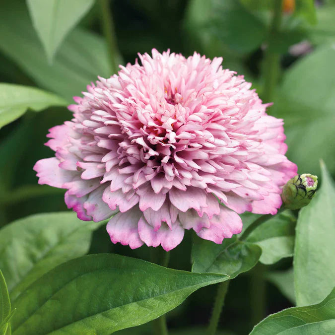 Zinnia elegans Zinderella Lilac therapyofflowers.com